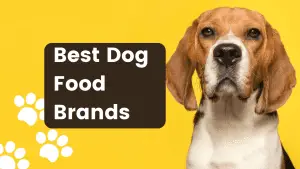 Best Dog Food Brands