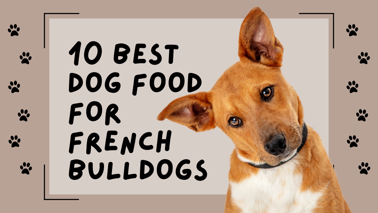 Dog Food for French Bulldogs