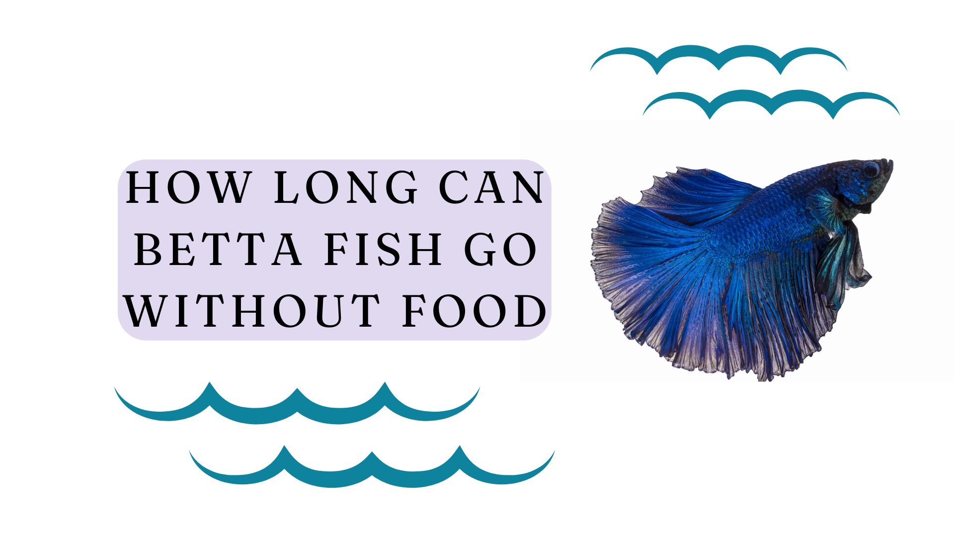 betta fish food