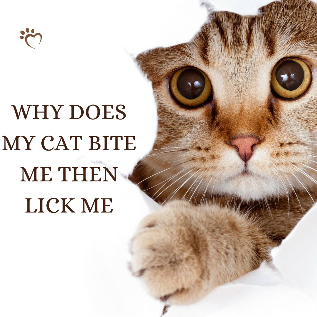 Why Does My Cat Bite Me Then Lick Me