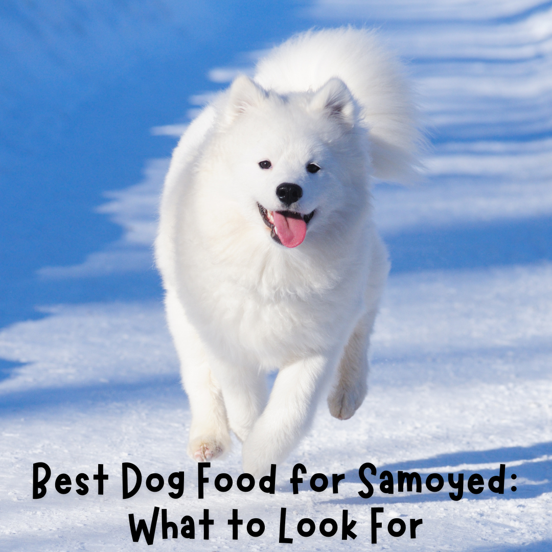 best dog food for samoyed