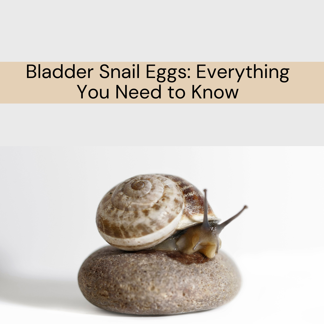 bladder snail eggs