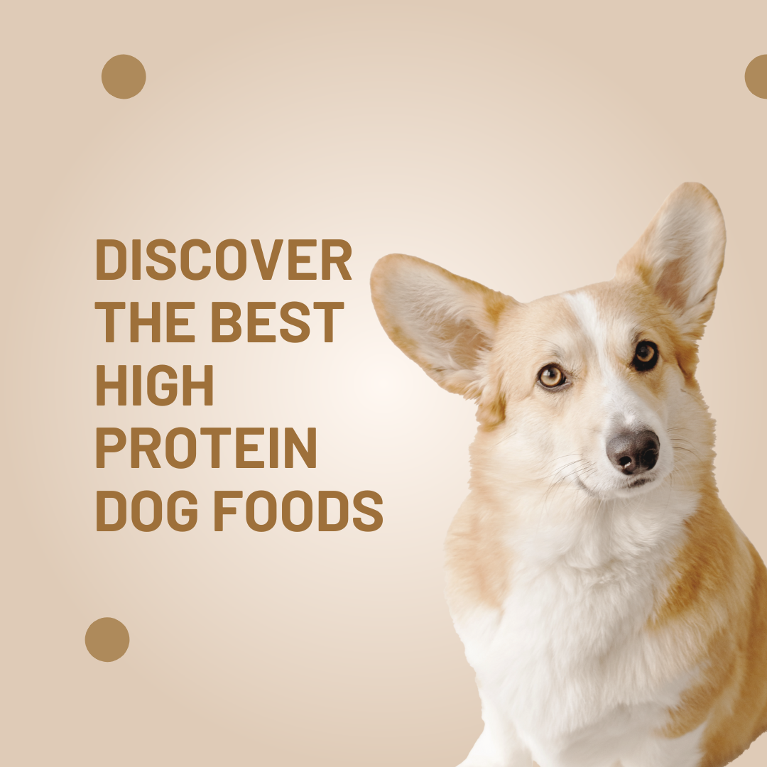 dog food with high protein