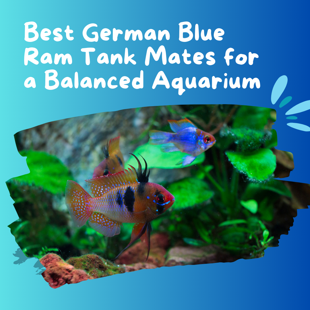 german blue ram tank mates