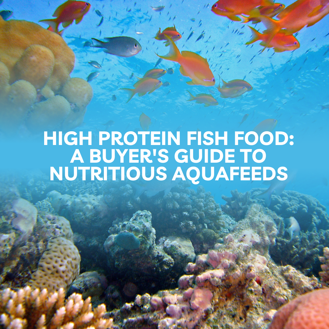 high protein fish food