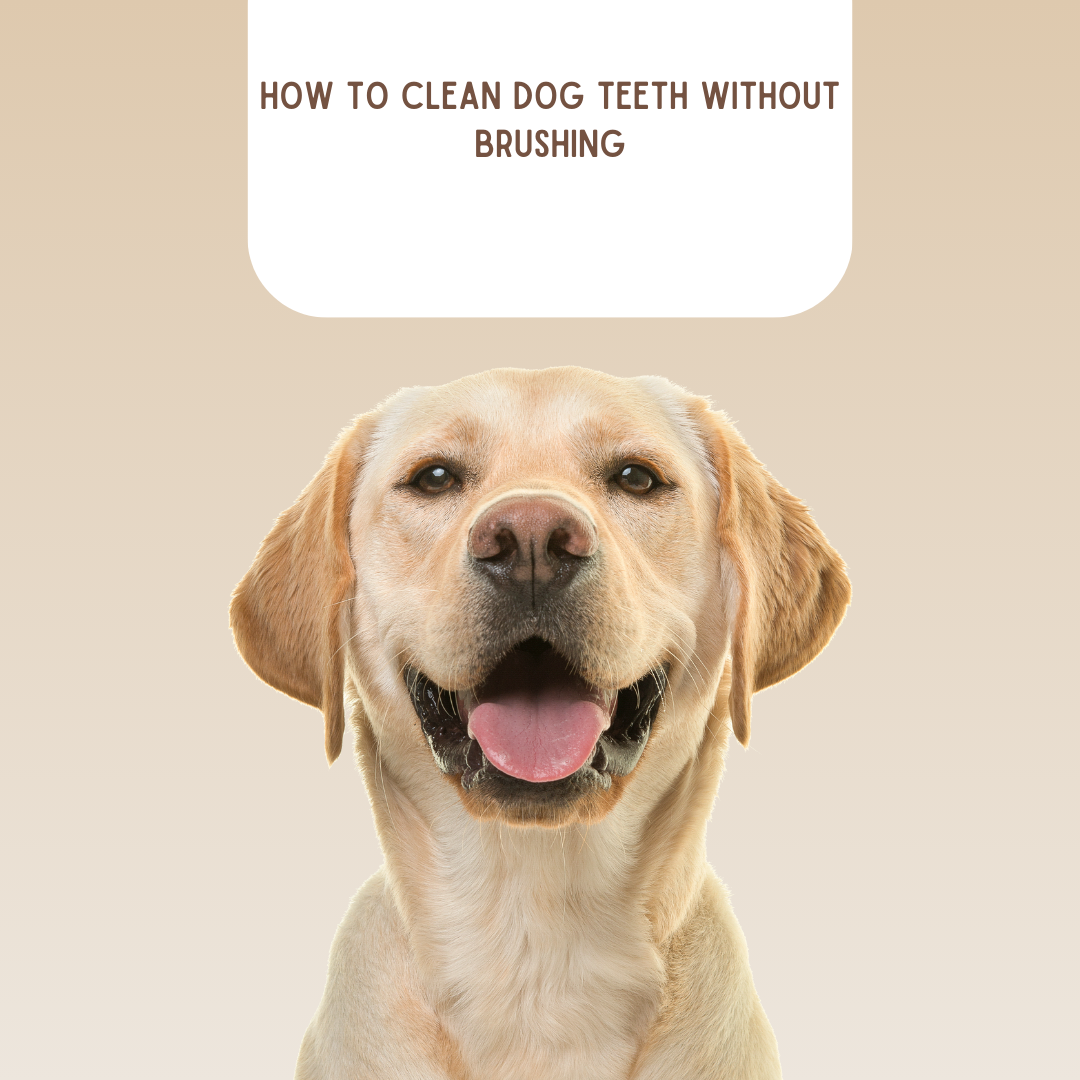 how to clean dog teeth without brushing