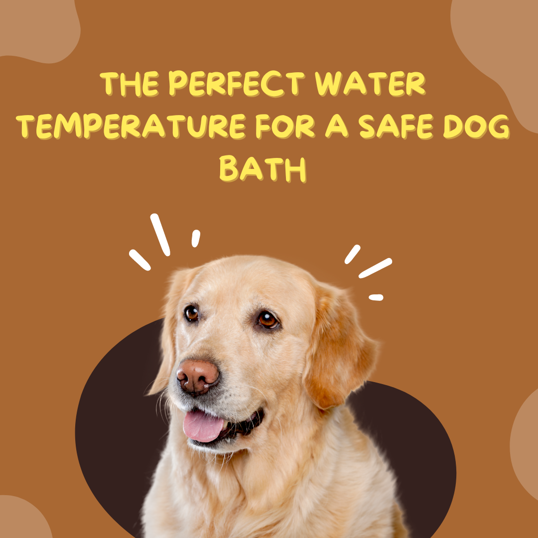 water temperature for dog bath