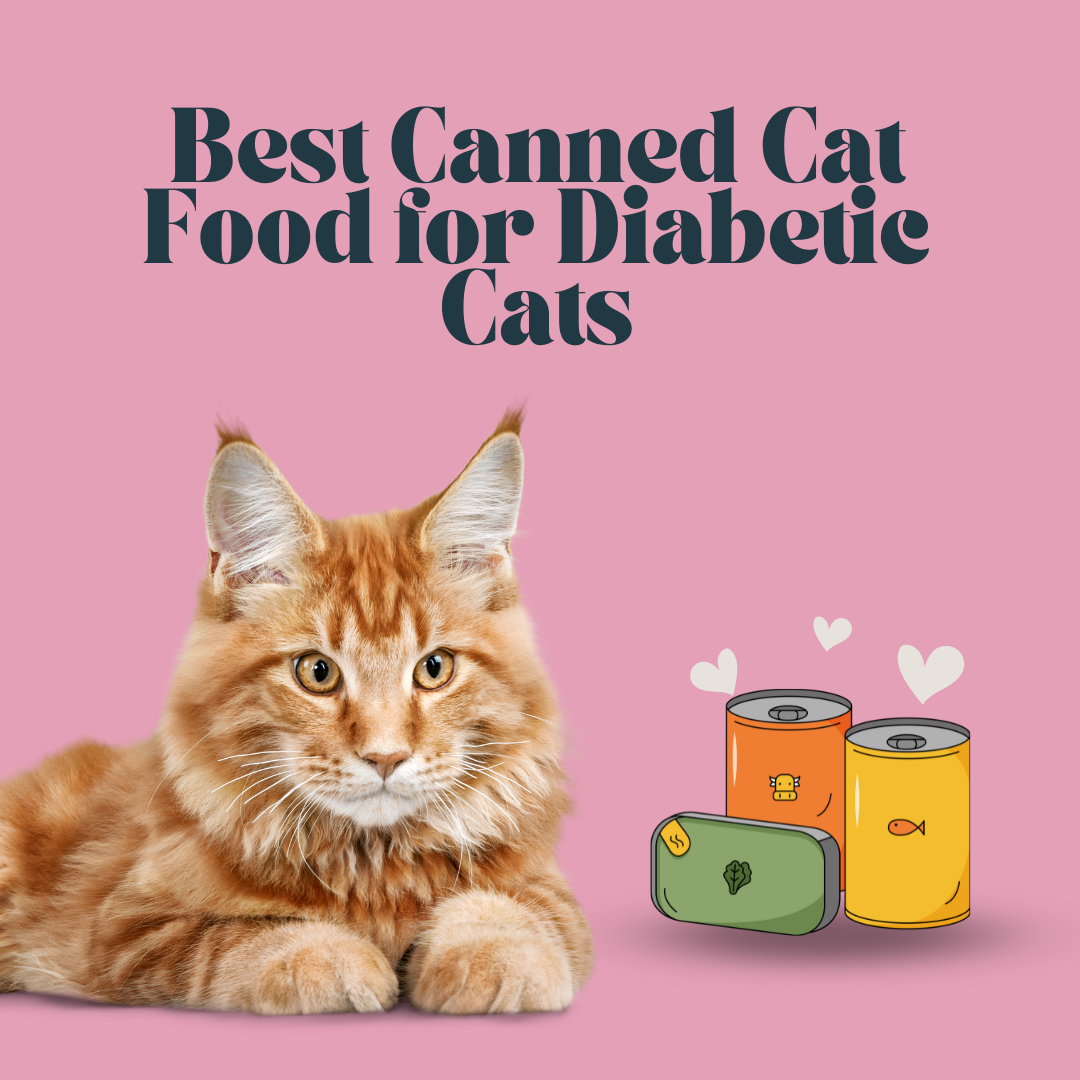 best canned cat food for diabetic cats