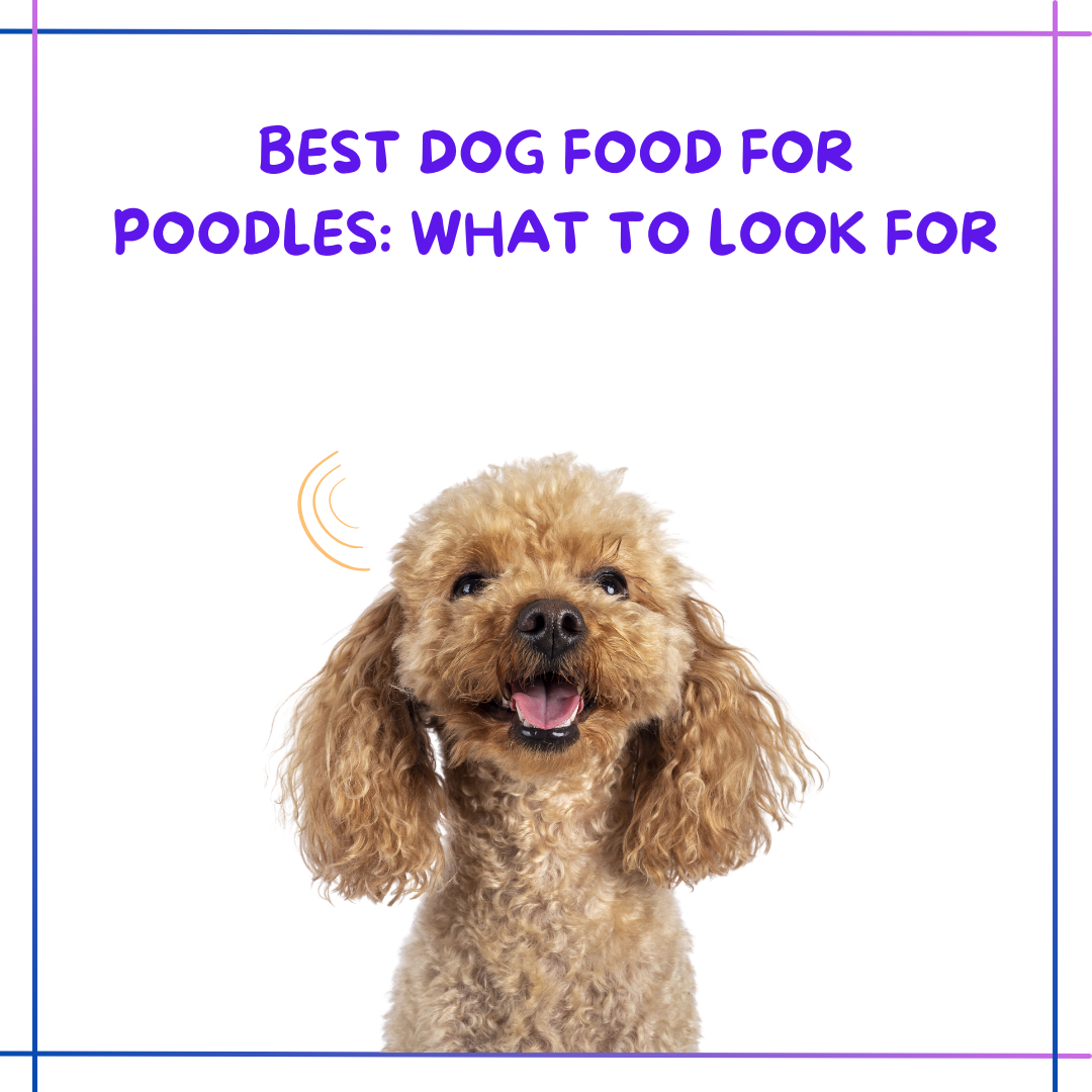 best dog food for poodles