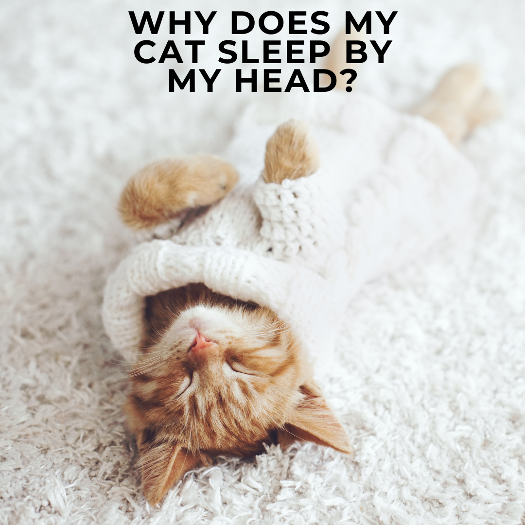 why does my cat sleep by my head